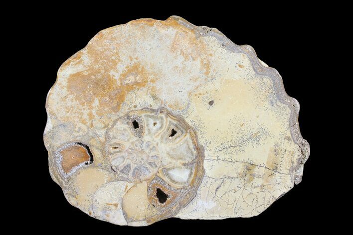 Cut/Polished Calycoceras Ammonite (Half) - Texas #93549